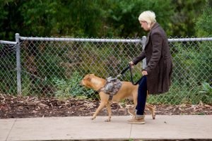 Gehorsamstraining für mein Hund