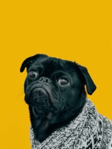 Was Sind Die Beliebtesten Tiere Auf Der Welt?