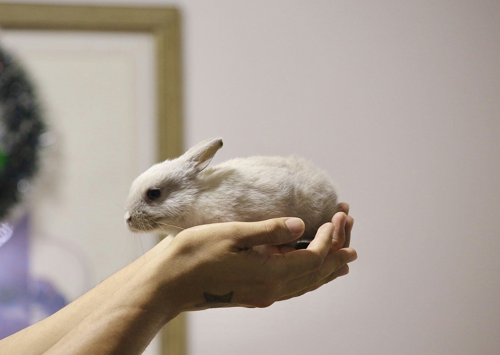 Welche Tiere Sind Am Besten Zum Kuscheln?