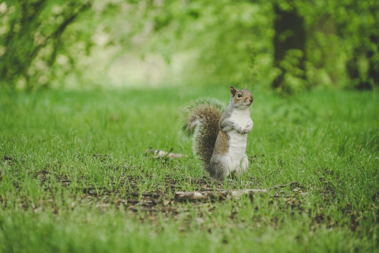 Welche Tiere Sind Am Besten Zum Kuscheln?