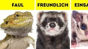 Welche Haustiere Sind Selten?