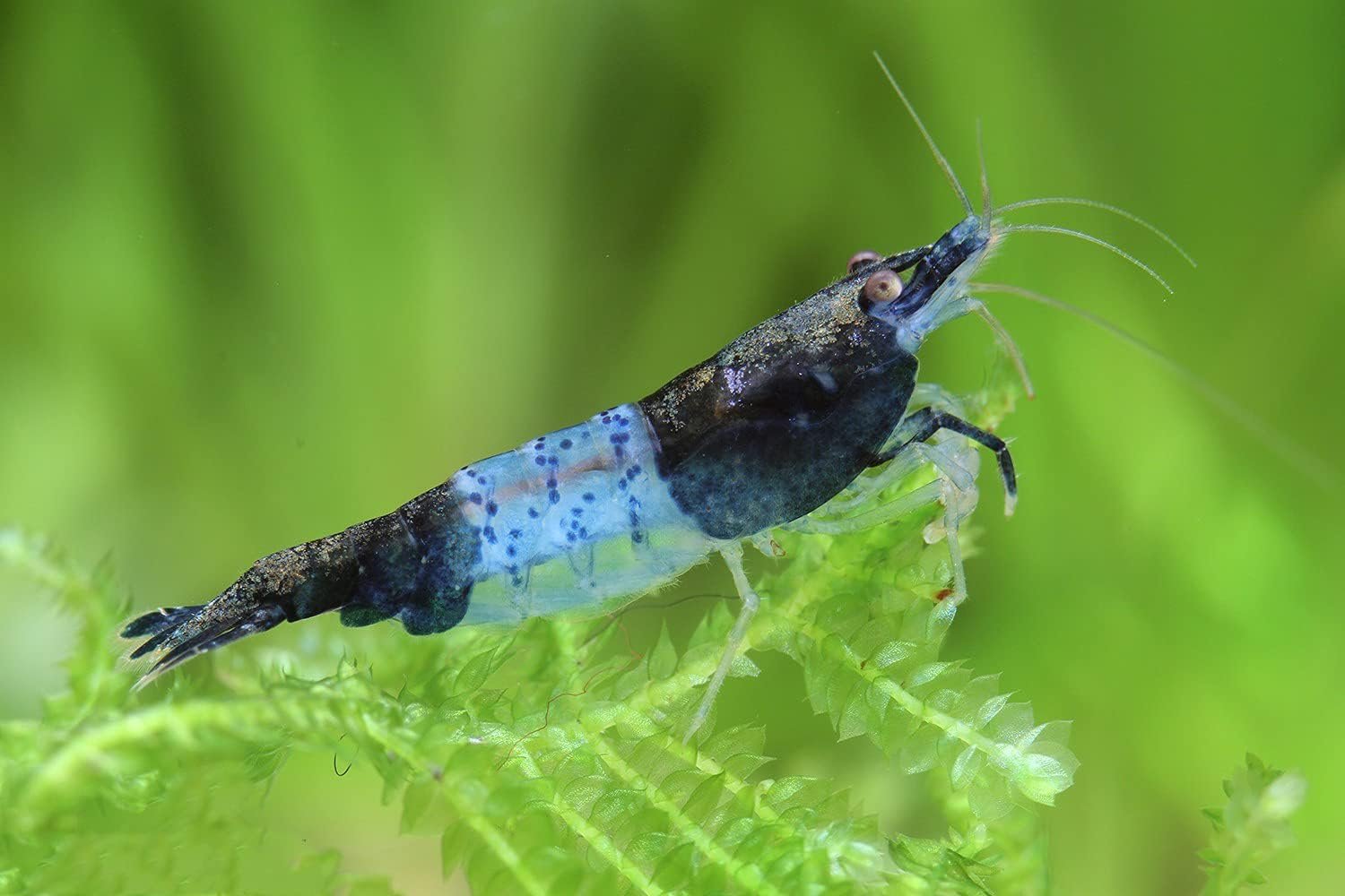 Neocaridina davidi Beginner Shrimp Live Dwarf Shrimp for Aquarium Pack of 5