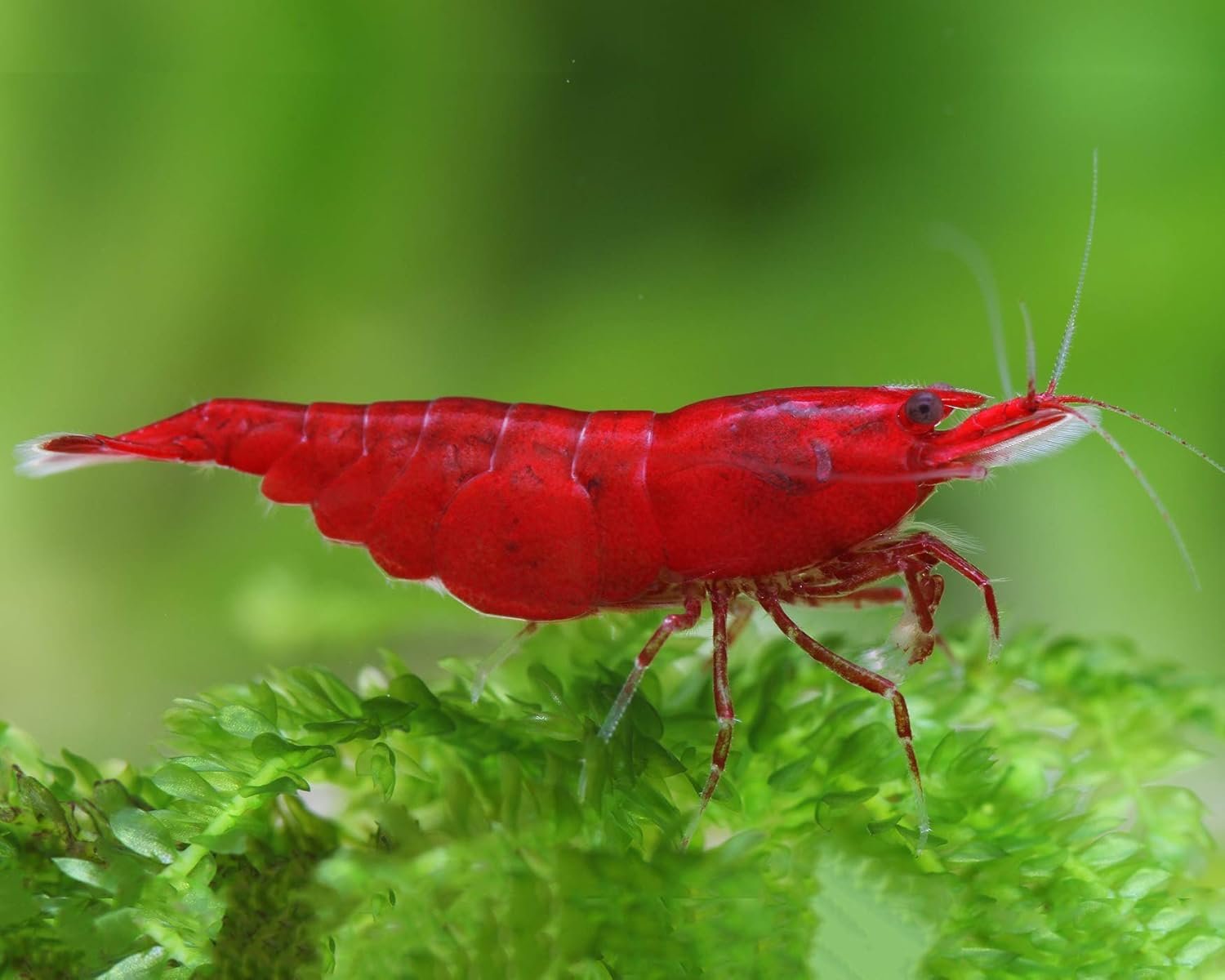 Neocaridina davidi Beginner Shrimp Live Dwarf Shrimp for Aquarium Pack of 5