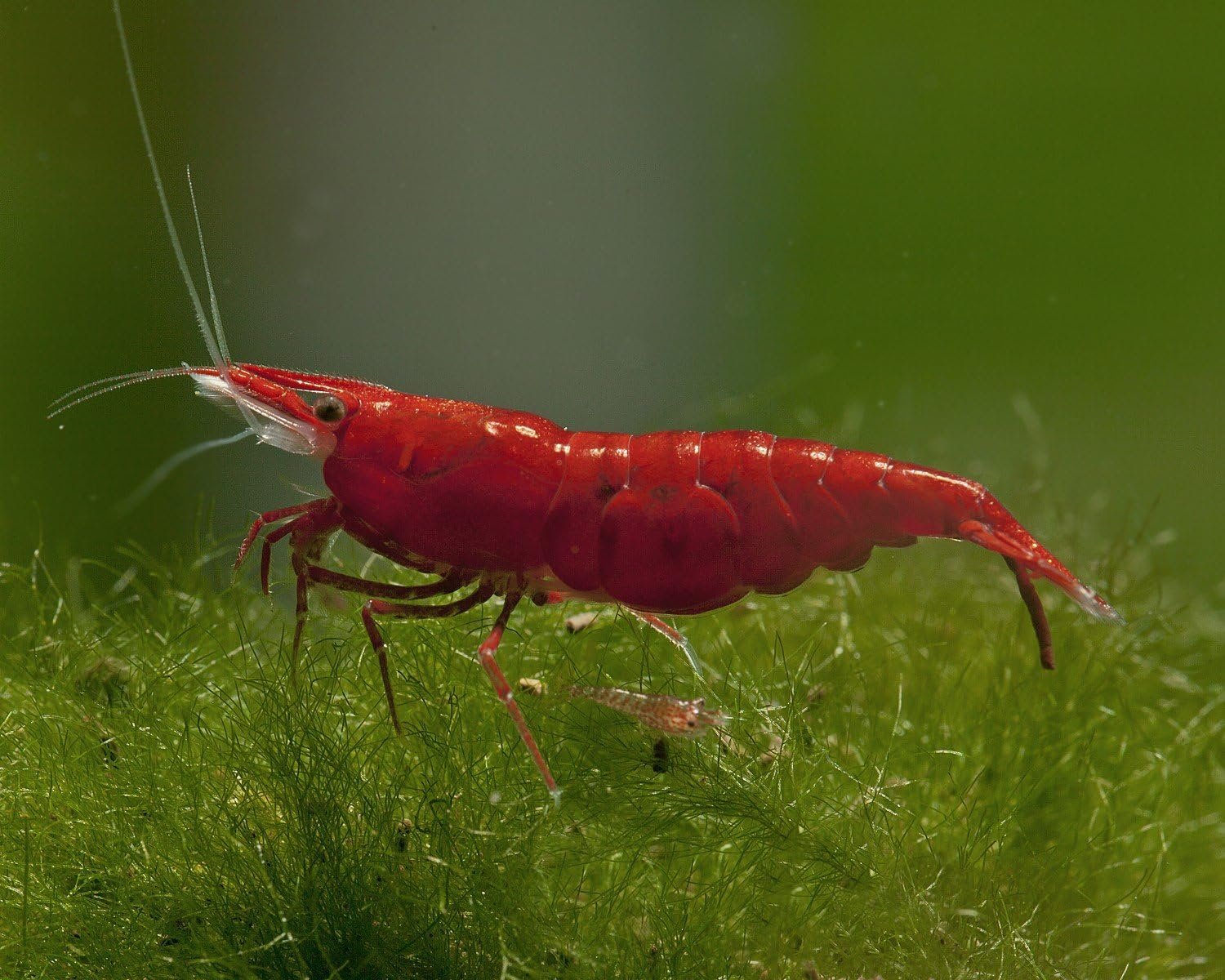 Neocaridina davidi Beginner Shrimp Live Dwarf Shrimp for Aquarium Pack of 5