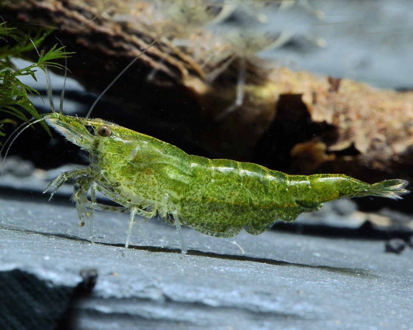 Neocaridina davidi Beginner Shrimp Live Dwarf Shrimp for Aquarium Pack of 5