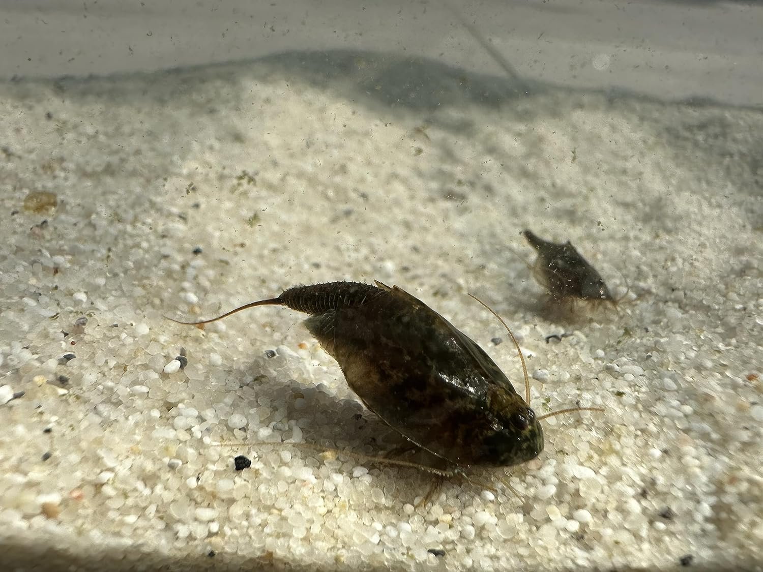 Generisch Breeding Approach Triops Cancriformis Germany with Food and Instructions (Approx. 150 Eggs)