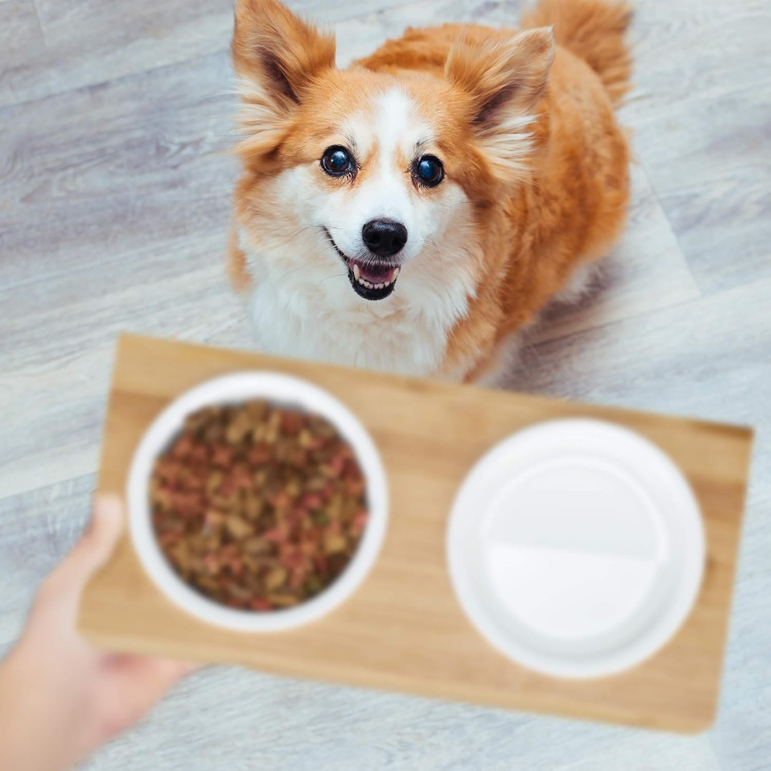 Relaxdays Double Bowl, Cats  Small Dogs, 2 x Ceramic Bowls, 200 ml Each, Dishwasher Safe, Bamboo Bowl, Natural/White