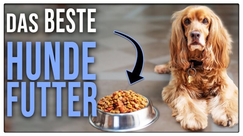 Die besten Hunde-Nassfutter Sorten für deinen Vierbeiner